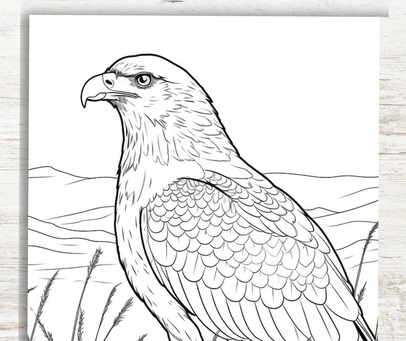 10 Eagle Coloring Pages | A4 Printable PDF | Bird Coloring Sheets for ...
