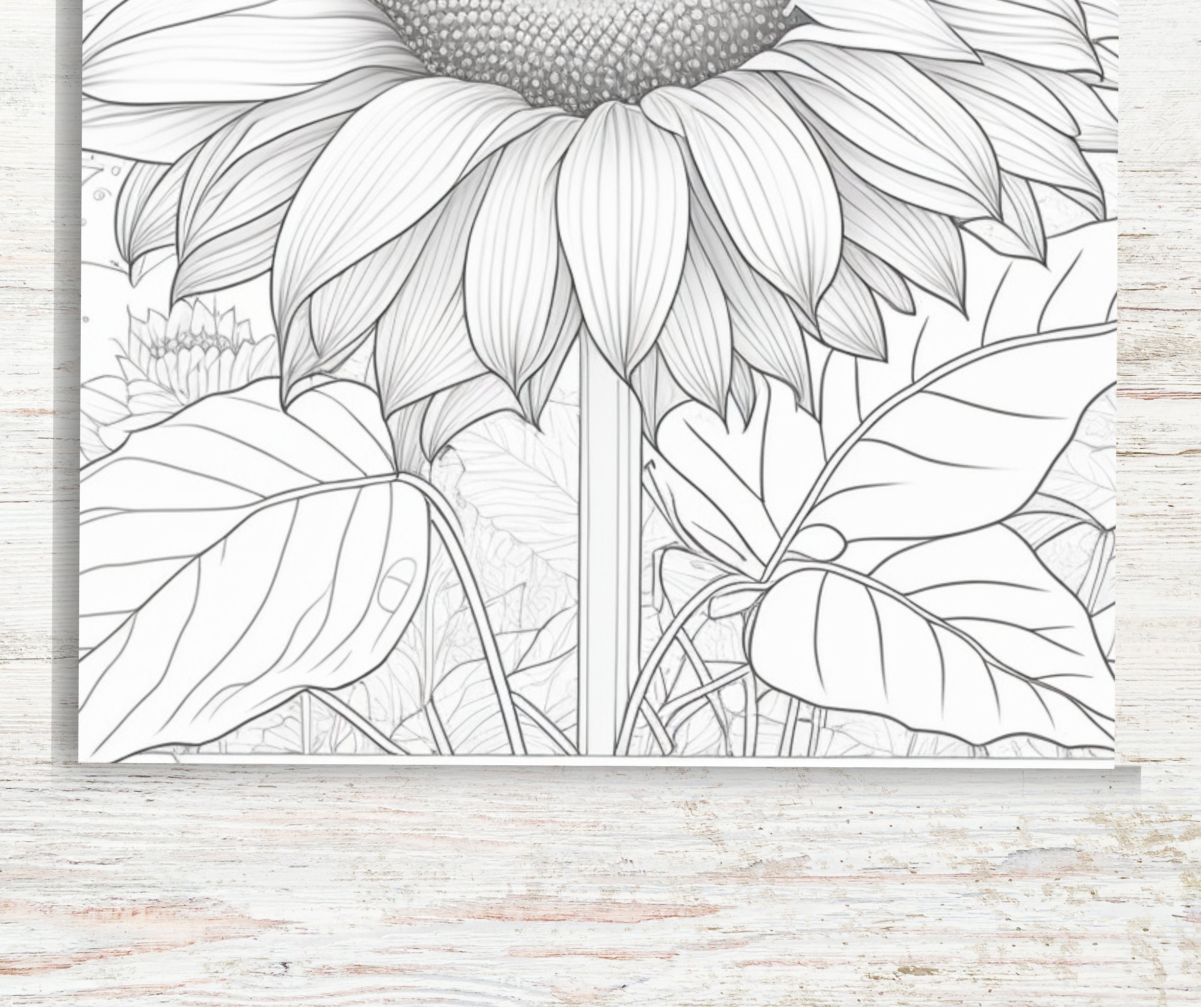 KDP Interior 50 Sunflower Coloring Pages for Adults 8.5 X 11 Printable