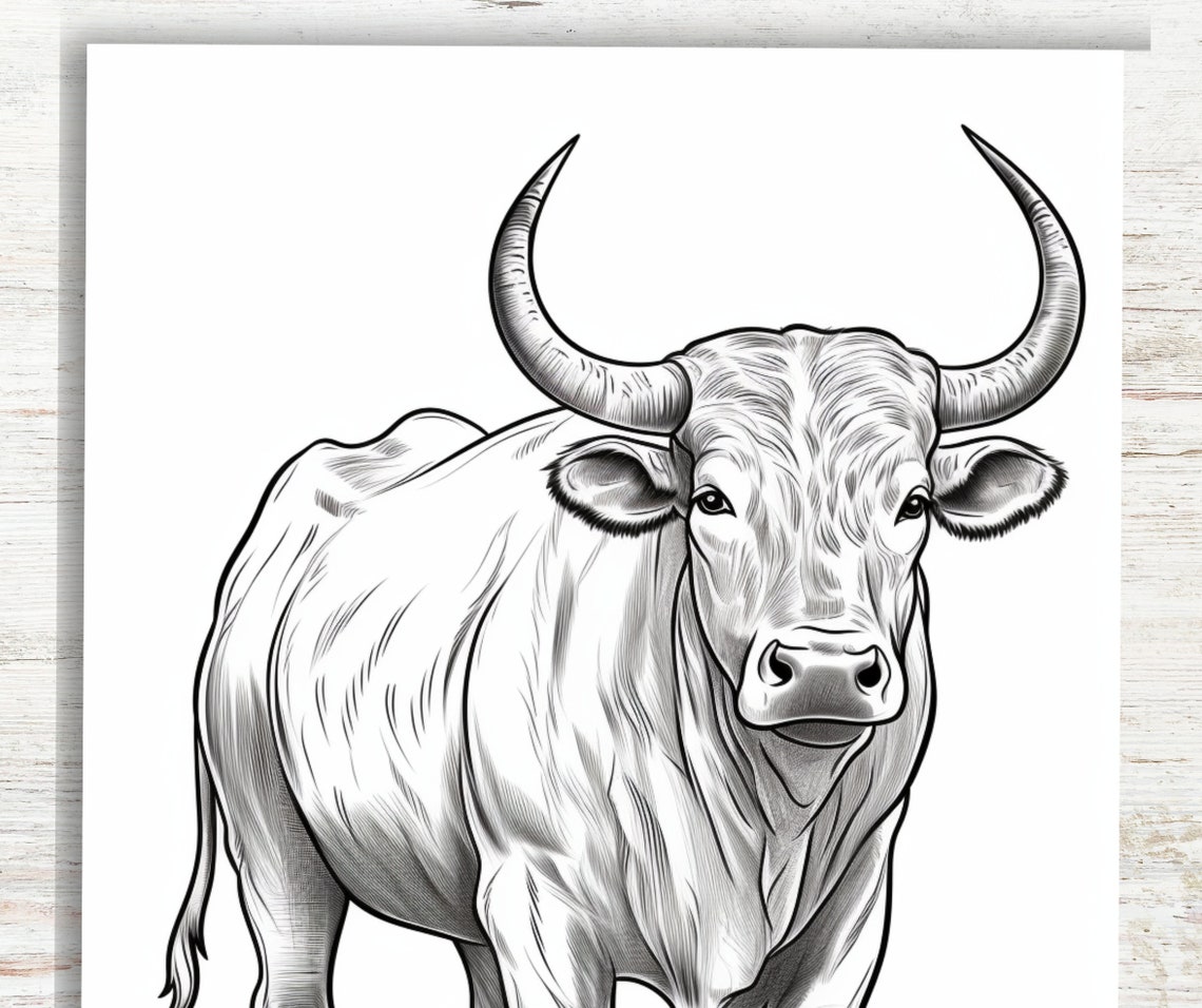 10 Bull Coloring Pages for Teens & Adults A4 Printable Animal Coloring