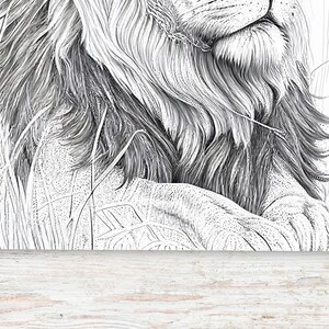 10 Realistic Lion Coloring Pages for Teens and Adults Printable PDF 10