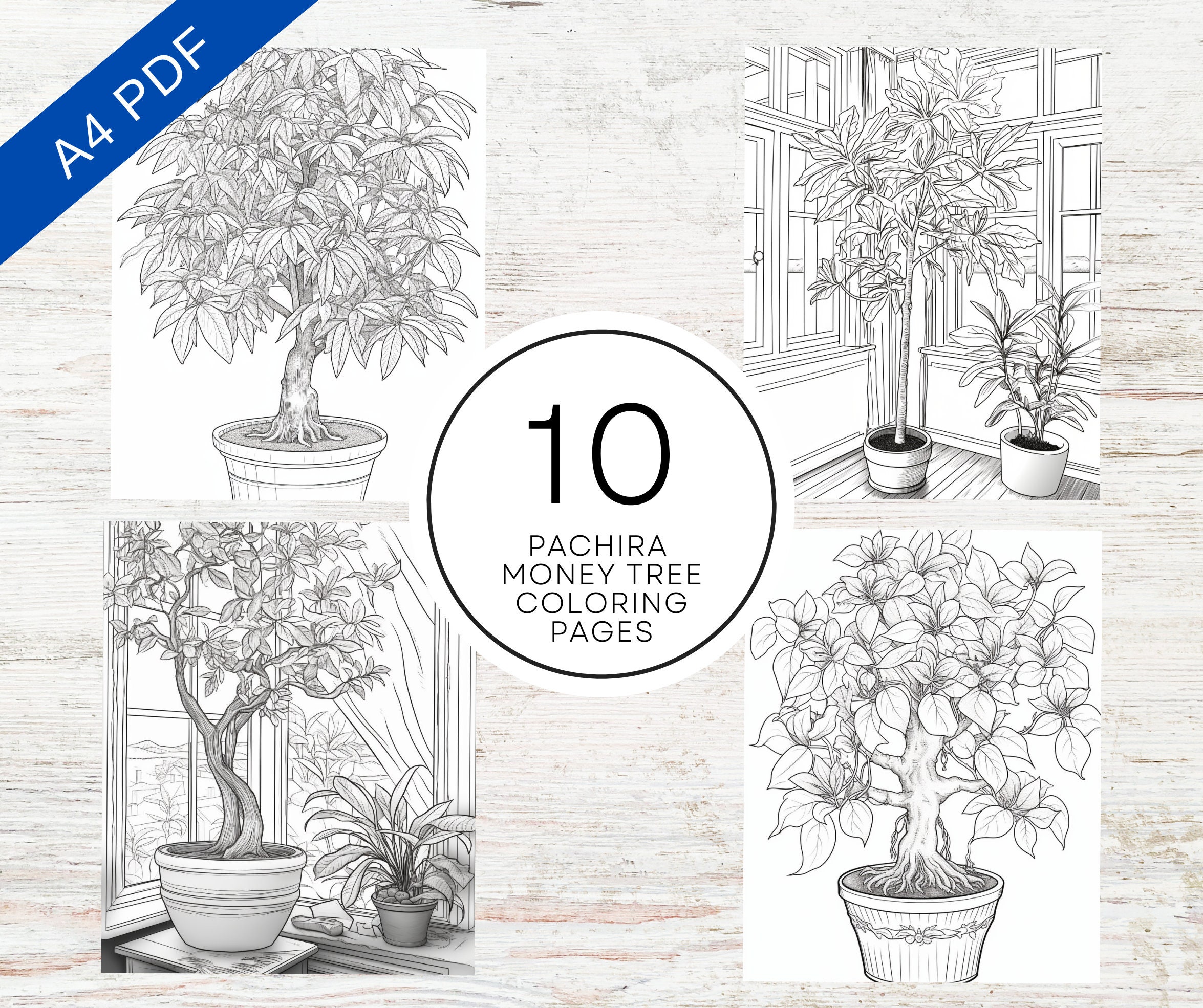 10 Pachira Money Tree Coloring Pages Printable PDF A4 Plant Coloring ...