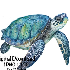 Sea Turtle Watercolor Clipart Ocean Sea Animals Blue Turquoise PNG Commercial Use Sea Turtle Ocean Lover Design Illustration Summer Print
