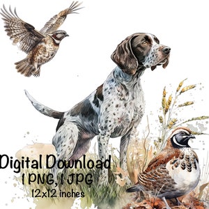 Könnte beinhalten: Eine Aquarell-Illustration eines Deutsch Kurzhaar-Hundes, der in einem Feld mit zwei Wachteln steht. Der Hund ist braun und weiß mit einem gefleckten Fell. Die Wachteln sind braun und weiß mit einem schwarz-weißen Muster auf dem Kopf. Der Hintergrund ist ein Aquarell-Wasch aus Grün, Braun und Gelb.