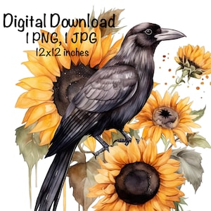 May include: A black crow perched on a bouquet of yellow sunflowers with green leaves and brown stems. The background is white. Digital Download 1 PNG, 1 JPG 12x12 inches.