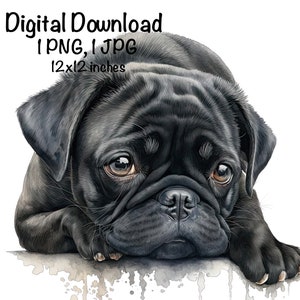 Pug Dog Watercolor Clipart Black Pug Dog PNG Commercial Use Adorable Pug Dog Design Dog Breeds Illustration Cute Black Pug Dog PNG Print