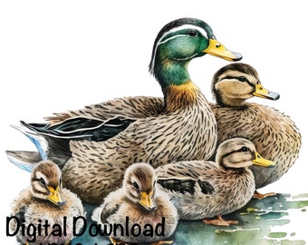 Duck Ducklings Watercolor Wild Duck Clipart Wall Art Mallard Duck PNG Commercial Use Duck Baby Ducks Watercolor Illustration Cute Duck Print
