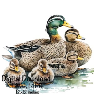 Duck Ducklings Watercolor Wild Duck Clipart Wall Art Mallard Duck PNG Commercial Use Duck Baby Ducks Watercolor Illustration Cute Duck Print