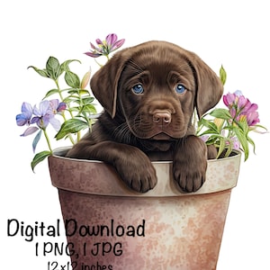 Könnte beinhalten: Ein schokoladenbrauner Labrador-Welpe sitzt in einem Terrakotta-Blumentopf mit lila und rosa Blüten. Der Welpe schaut mit seinen blauen Augen in die Kamera. Der Topf ist 30,5 x 30,5 cm groß.