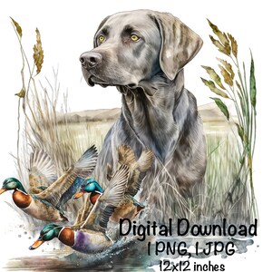 May include: A watercolor painting of a silver Labrador Retriever dog standing in tall grass with three ducks flying in front of it. The ducks are teal, blue, and green. The dog is looking to the left of the image. The text "Digital Download 1 PNG, 1 JPG 12x12 inches" is at the bottom of the image.