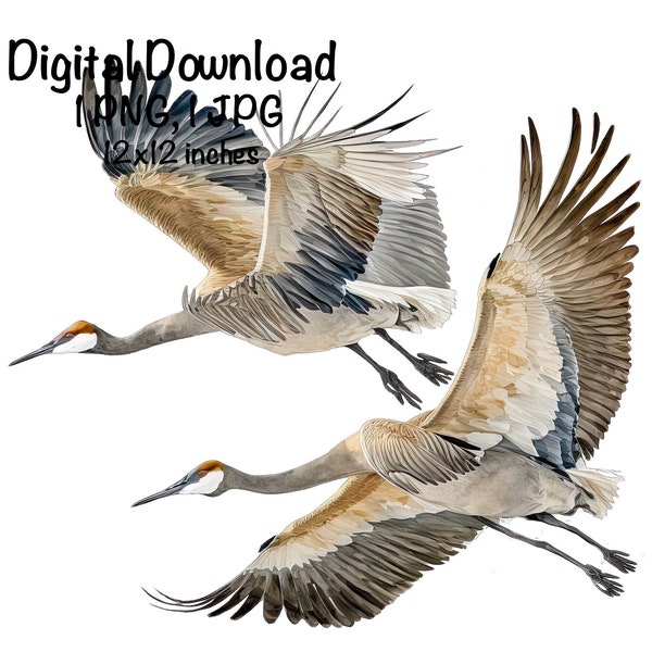 Crane PNG Crane Bird Sublimation Watercolor Wild Birds Clipart Colorado Crane PNG Commercial Use Cute Crane Spring Crane Digital Download