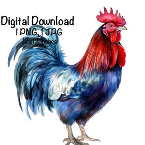Hahn Aquarell Bauernhof Hahn 4. Juli Clipart Wandkunst Amerikanischer Hahn PNG Kommerzielle Nutzung Landwirtschaft Bauer Auf Der Farm PNG Illustration