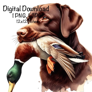 Perro Labrador Chocolate PNG Perro de caza de patos PNG Uso comercial Perro de caza Cazador de patos Sublimación Perro Labrador Perro de laboratorio al aire libre Caza Pato