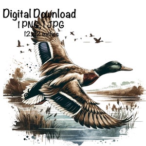Mallard Duck PNG Wild Duck Sublimation PNG Mallard Duck Sublimation Commercial Use Flying Ducks Duck Hunting Season PNG Vintage Hunter png