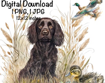 Boykin Spaniel Dog Watercolor Clipart Boykin Spaniel Dog PNG Commercial Use Hunting Dog Duck Hunter Boykin Dog Cute Illustration PNG Print