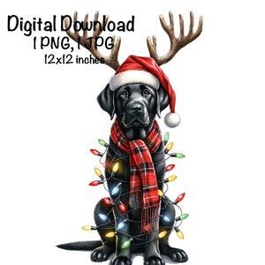 Christmas Labrador PNG Christmas Lights Santa Black Labrador Sublimation Cute Lab Dog Adult Labrador Santa Lab Santa Dog Christmas Gifts PNG