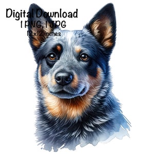 Australian Cattle Dog PNG a sublimazione, Ritratto di cane Blue Heeler carino PNG, Uso commerciale, Sublimazione di cane da pastore, Blue Heeler PNG, Cane selvatico