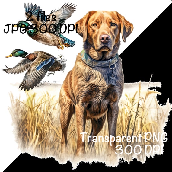 Labrador Retriever Chesapeake Bay Retriever Hunting 2+ Hundred