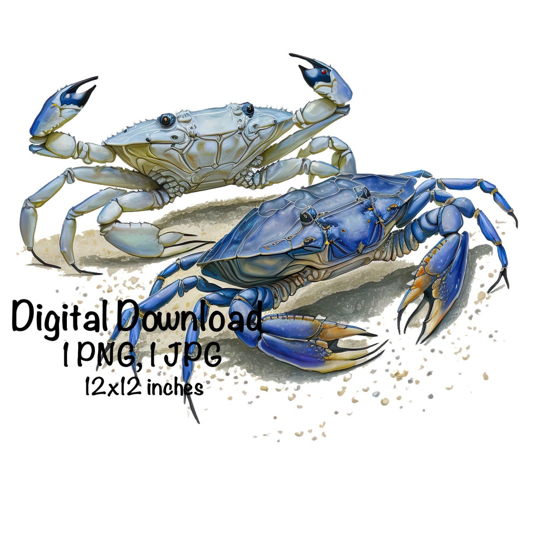 Blue Crabs Watercolor Crabbing Fishing Clipart Two Blue Crab PNG