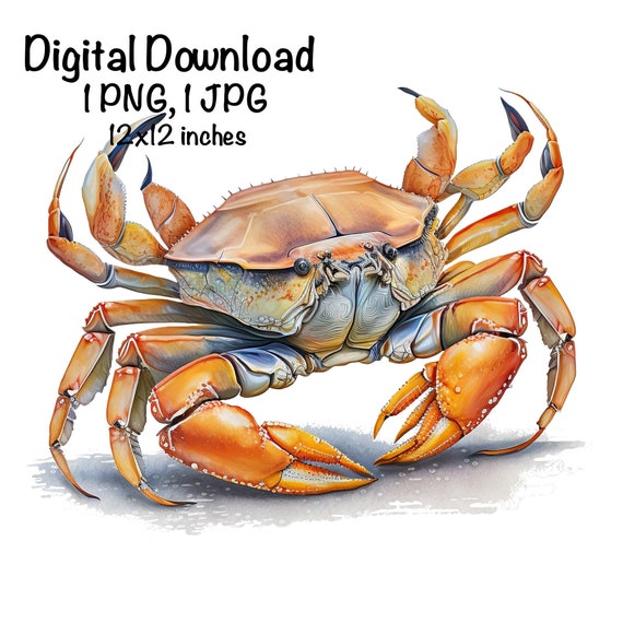 Dungeness Crab Watercolor Crabbing Fishing Clipart Crab PNG Commercial Use  Ocean Crab Fishing Watercolor Illustration Fishing Crab Print PNG -   Sweden