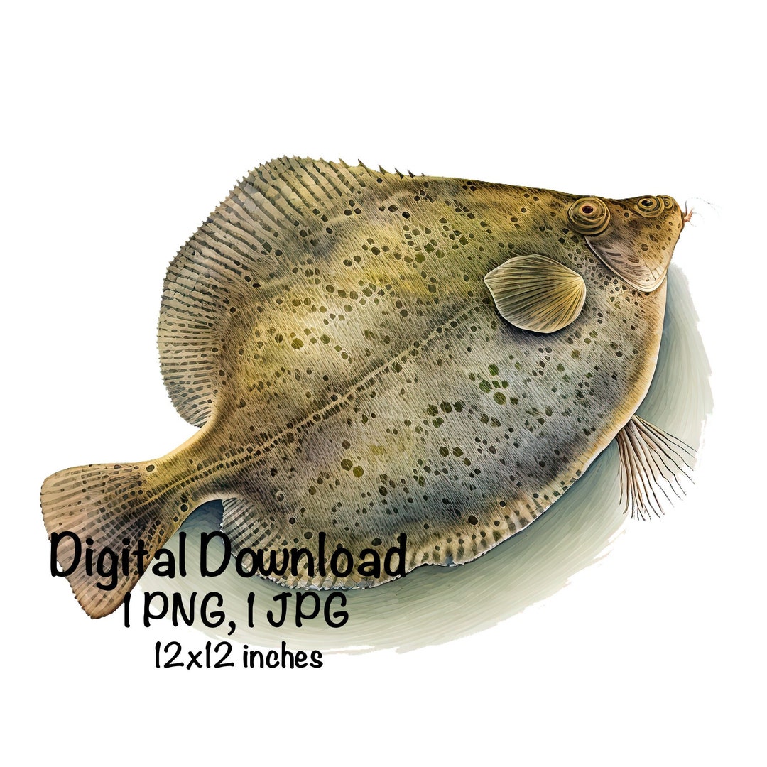 Summer Flounder Watercolor Fish Fishing Clipart Fluke Fish PNG