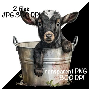 May include: A black and white baby goat with a white patch on its forehead sits in a silver metal bucket. The goat is looking at the camera with its mouth closed. The bucket is slightly rusted and has a few green plants growing on the side.