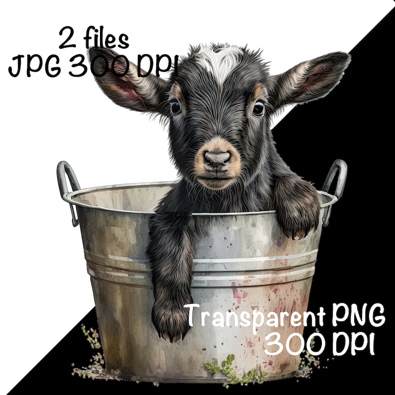 May include: A black and white baby goat with a white patch on its forehead sits in a silver metal bucket. The goat is looking at the camera with its mouth closed. The bucket is slightly rusted and has a few green plants growing on the side.