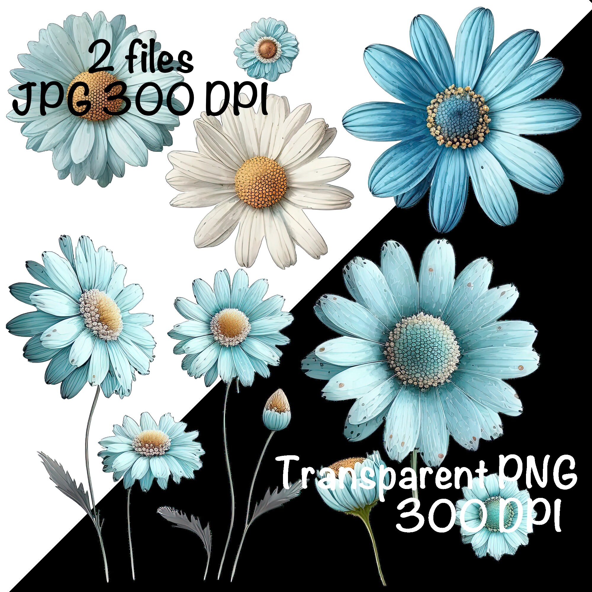 Light Blue Daisy Flowers Clipart Flowers PNG Commercial Use Daisy ...