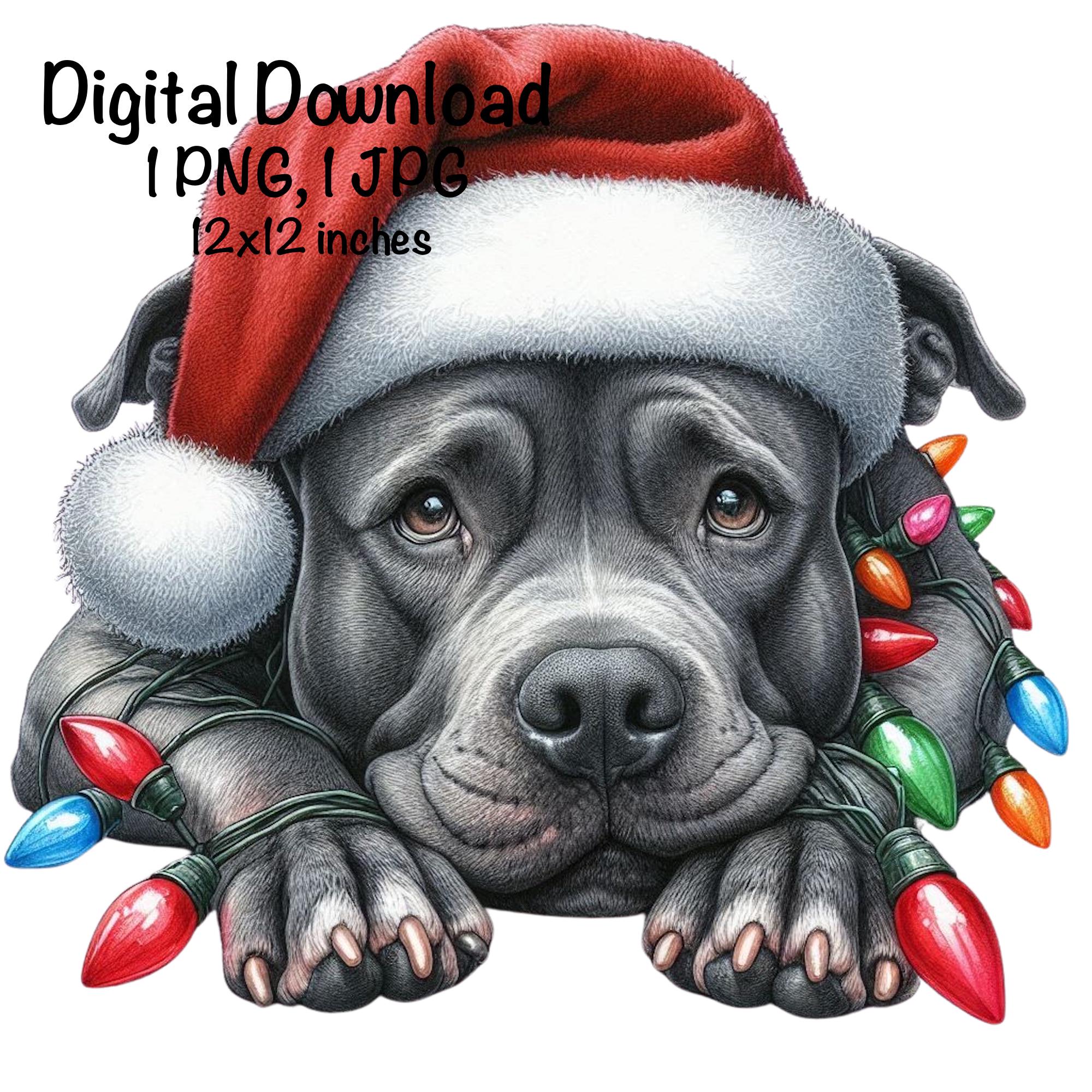 Nose Pitbull Dog Hollingsworth Pitbulls For Sale Indian Bolio