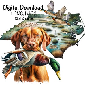 Chien de chasse au canard de Caroline du Nord PNG Chien de chasse de Vizsla Carte NC de sublimation Sublimation de canard colvert à usage commercial Chasseur de canards png