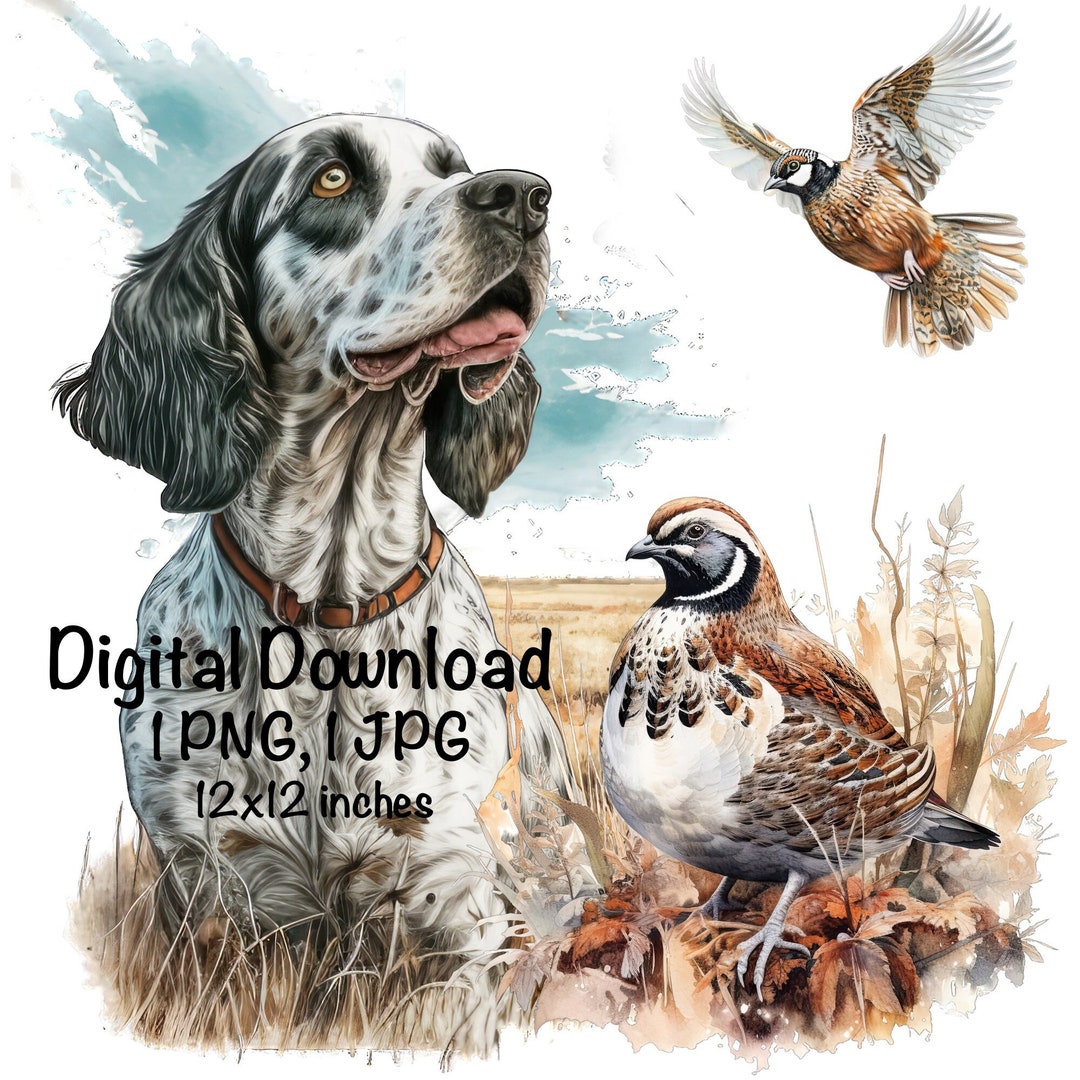 Quail Hunting Dog Watercolor Clipart English Setter Dogs PNG Commercial ...