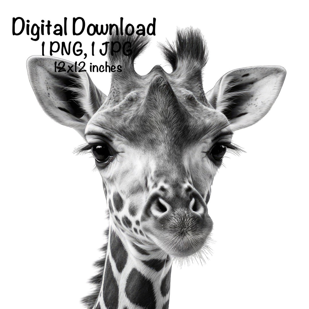Giraffe Photo PNG Clipart Zoo Animals Png Giraffe Black and White Photo