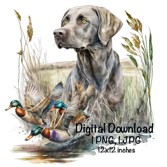 Silver Labrador Dog PNG Clipart Hunting Dog PNG Commercial Use Duck Hunting PNG Labrador Retriever Dog Sublimation Lab Dog Digital Download