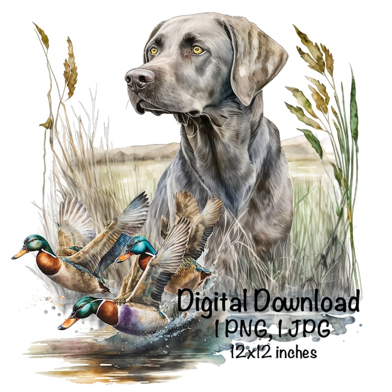 May include: A watercolor painting of a silver Labrador Retriever dog standing in tall grass with three ducks flying in front of it. The ducks are teal, blue, and green. The dog is looking to the left of the image. The text "Digital Download 1 PNG, 1 JPG 12x12 inches" is at the bottom of the image.