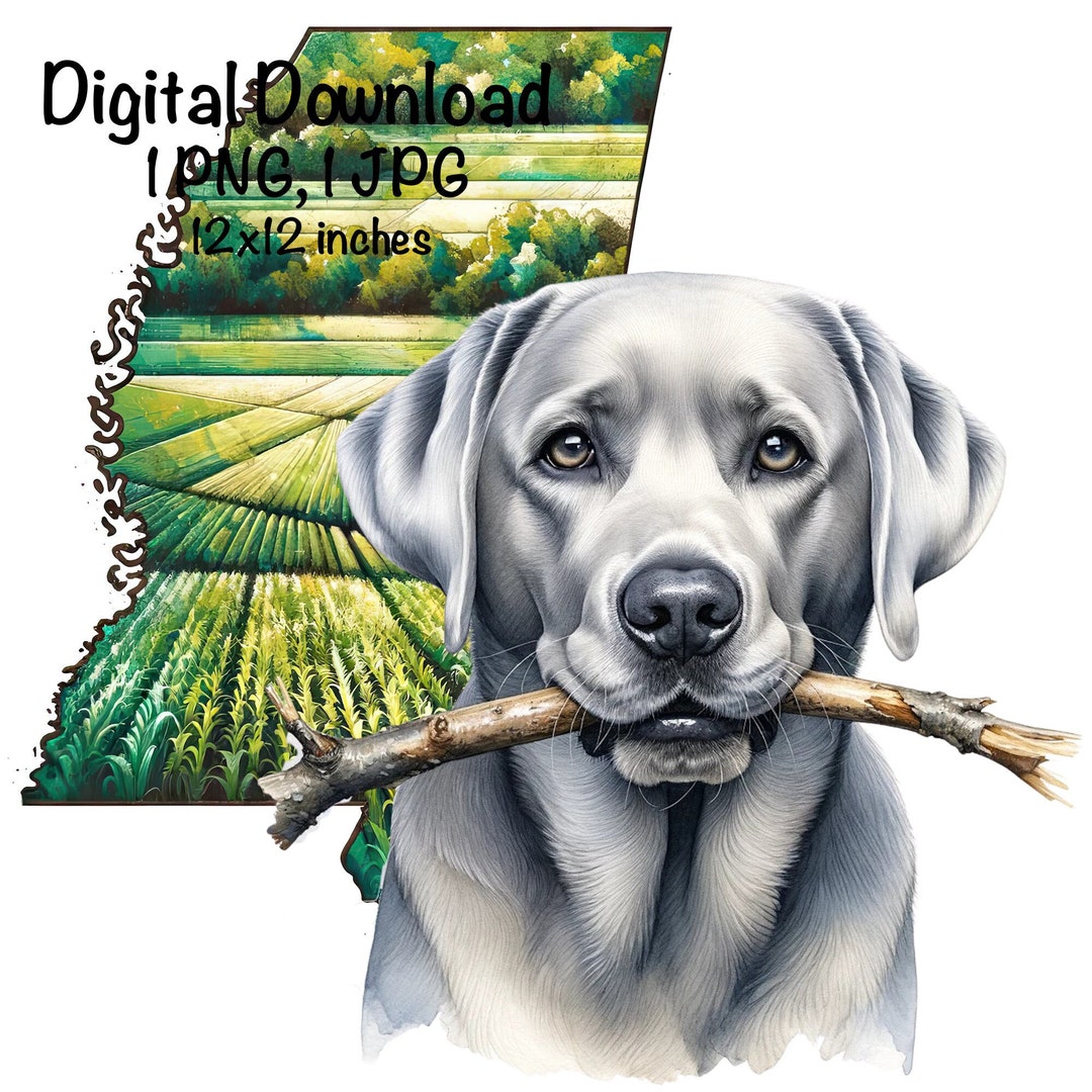 Mississippi Labrador Dog PNG Silver Labrador Retriever Dog MS Map Fetch