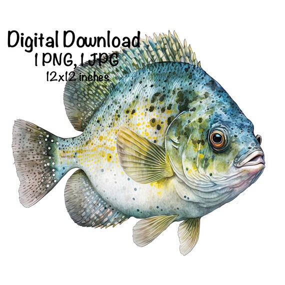 Crappie Fish Watercolor Saltwater Fish Clipart Crappie Swimming PNG  Commercial Use Watercolor Illustration Crappie Fishing Fish Print PNG