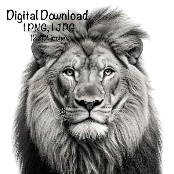 Lion Photo PNG Clipart Zoo Jungle Animals png Lionesses Black and White Photo PNG Commercial Use Lion PNG Retro Portrait Photography png