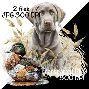 May include: A silver Labrador Retriever dog with brown eyes is standing in tall grass with a brown and green duck in the foreground. The dog is looking directly at the viewer.