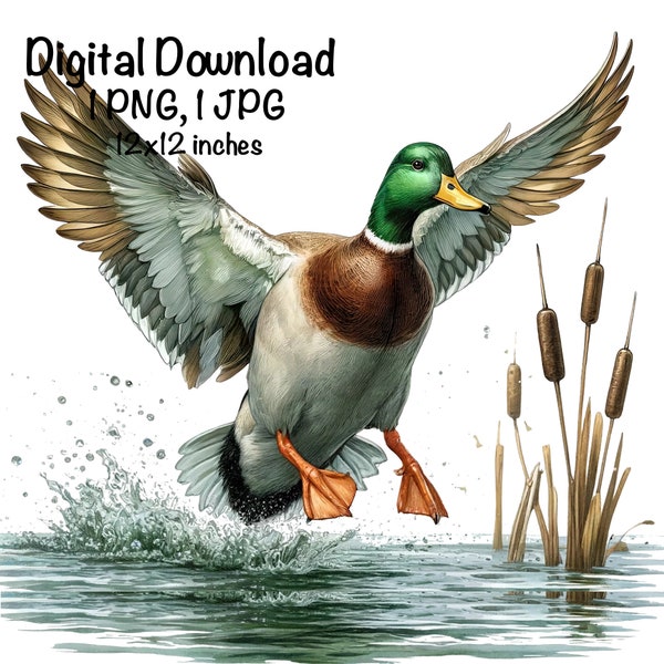 Mallard Duck PNG Wild Duck Sublimation PNG Mallard Duck Sublimation Commercial Use Flying Ducks Duck Hunting Season PNG Vintage Hunter png