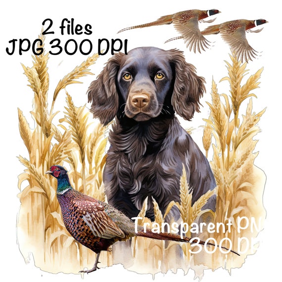Boykin Spaniel Upland Bird Dog Breeds Boykin Spaniel Duck Dogs Online
