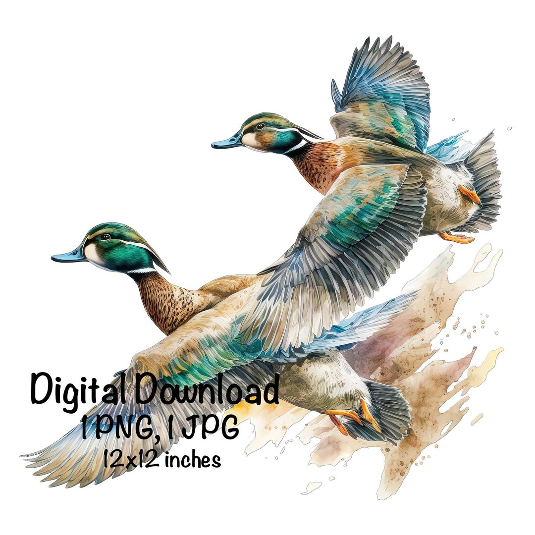 Mallard Ducks Watercolor Wild Duck Clipart Wall Art Mallard Duck Flying