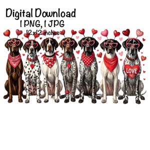 May include: Six German Shorthaired Pointer dogs wearing red bandanas with hearts and the word "LOVE" on one bandana. The dogs are sitting in a row and looking at the camera.