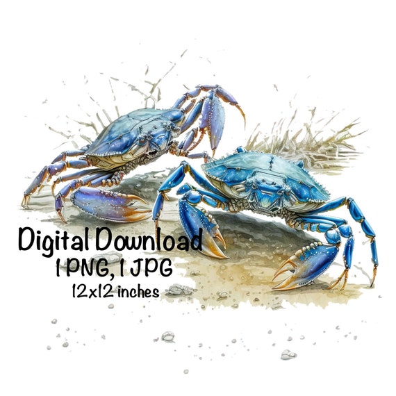Blue Crabs Watercolor Crabbing Fishing Clipart Two Blue Crab PNG