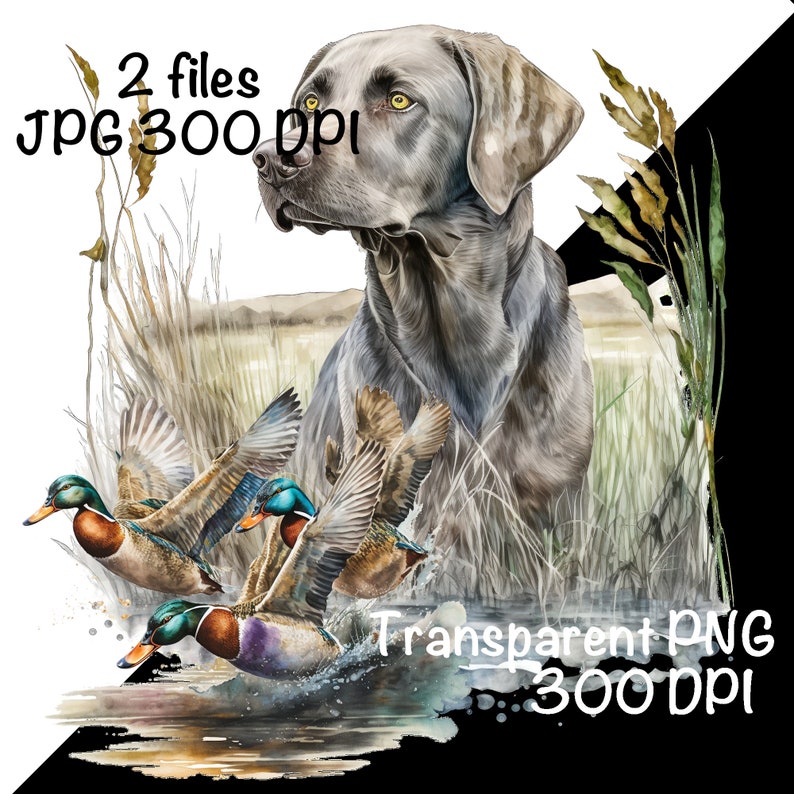 May include: A silver Labrador Retriever dog with a serious expression, sitting in tall grass with three ducks flying in front of it. The ducks are teal, green, and blue with brown wings. The background is a watercolor wash of green and brown.