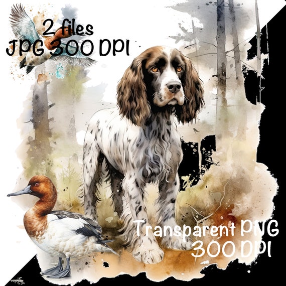 English cocker best sale spaniel duck hunting