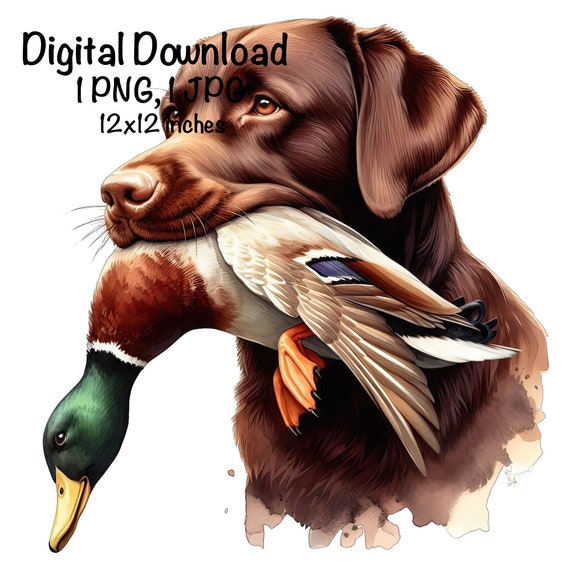 Chocolate Labrador Dog PNG Duck Hunting Dog PNG Commercial Use