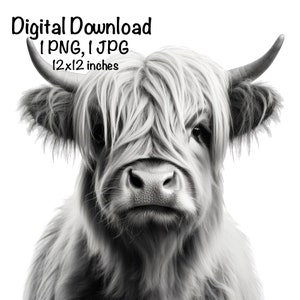 Highland Kuh Foto Clipart Highland Kuh Schwarzweißfoto PNG Kommerzielle Nutzung Scottish Retro Foto Kuh Grafikdesign Fotografie Druck