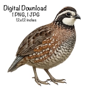 Puede incluir: Ilustración detallada de una codorniz de Virginia, un ave terrestre pequeña. El ave presenta plumaje marrón, blanco y negro, con un patrón distintivo. La imagen incluye el texto "Digital Download 1 PNG, 1 JPG 30x30 cm."