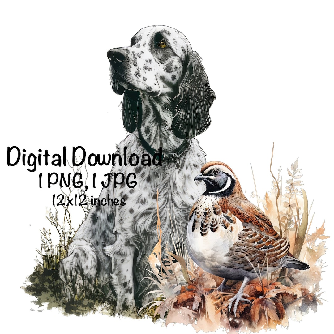 Quail Hunting Dog Watercolor Clipart English Setter Dogs PNG Commercial ...