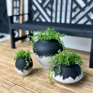 May include: Three black and white ceramic planters with green plants. The planters are different sizes and have a distressed white paint finish.