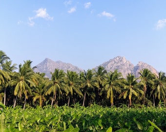 Indie | Pola indyjskie | natychmiastowe pobranie | pobieranie cyfrowe | wydruk do salonu | grafika ścienna | materiały do druku | wydruk cyfrowy | Indyjskie wydruki